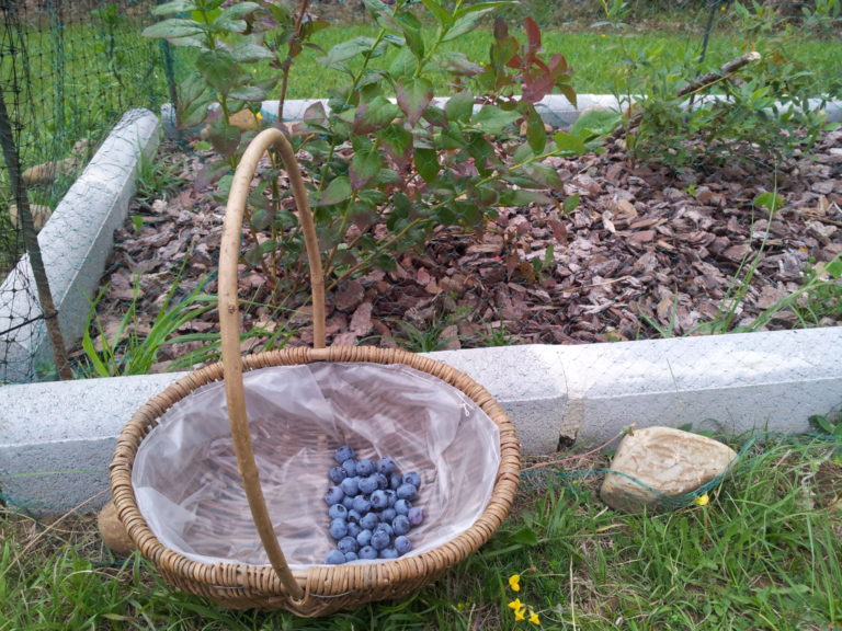 Guía para cultivar arándanos, el fruto silvestre de moda.