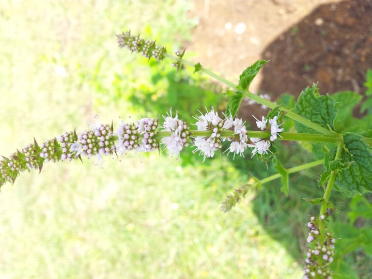 Guía para cultivar aromáticas. Menta y hierbabuena, las frescas del campo.
