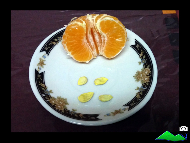 semillas mandarina