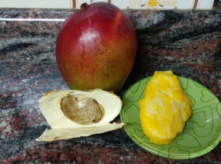 Guía para plantar un mango en casa.