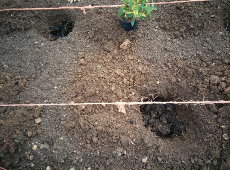 Cómo preparar el terreno para plantar arbustos.