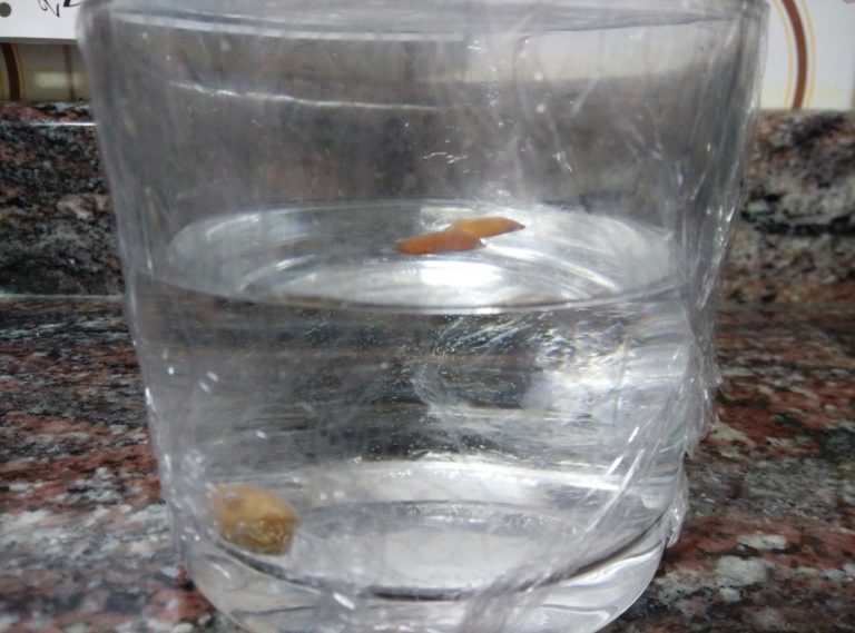 Cómo germinar semillas en casa: el agua fuente de vida.