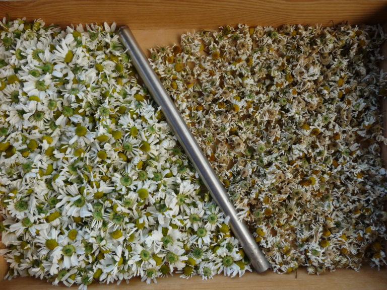 Plantar saludable en el huerto.