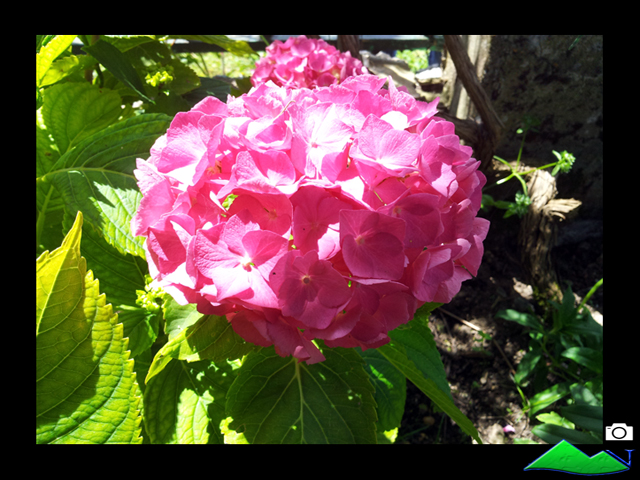 hortensia de flor rosa