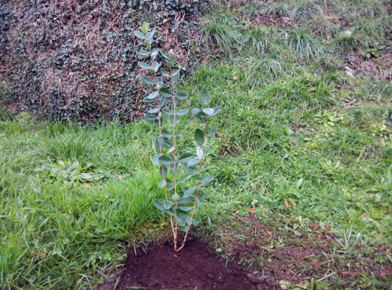Guía para plantar una feijoa de Brasil.