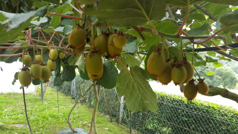 Guía para plantar kiwis en Asturias.