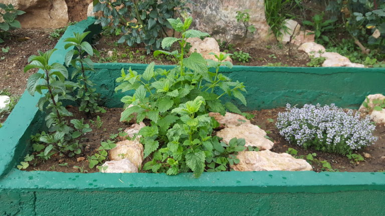 Cómo construir un bancal de aromáticas.