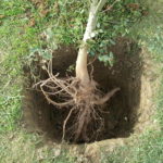 raíces de alcornoque