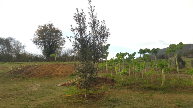 Guía para plantar un alcornoque.