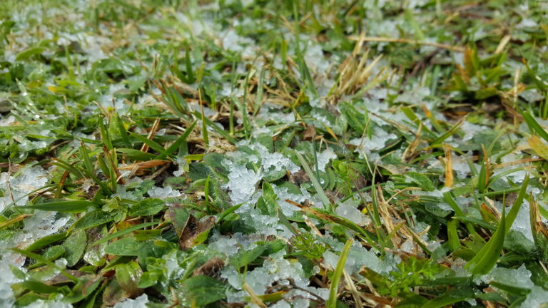 ¿Qué son las horas de frío en las plantas? Granizo sobre hierba